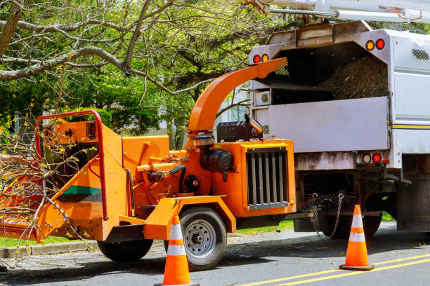 Best Hazardous Tree Removal  in USA